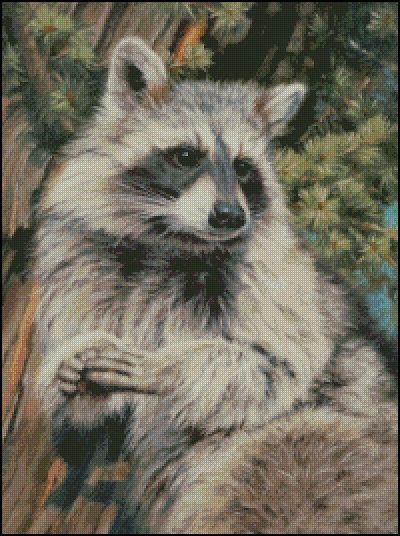 Mischief Raccoon